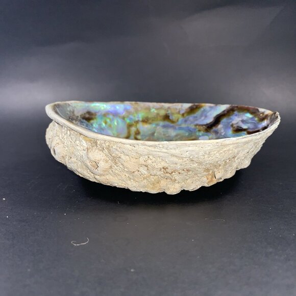5” Natural Abalone Shell – Polished Seashell for Smudging, Décor, Crafts - Picture 4 of 6